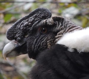 condor andino rescatado