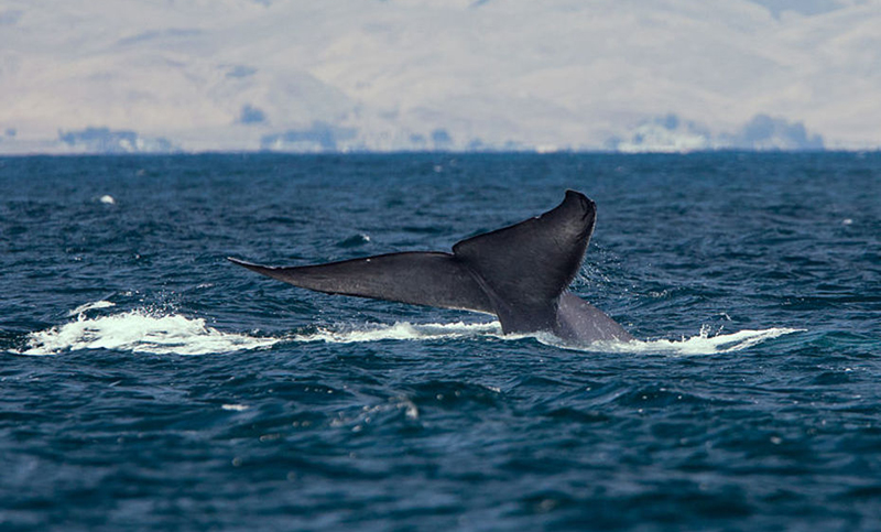 Encuentran contaminantes orgánicos persistentes en ballenas azules