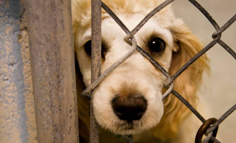 Diputados debaten proyectos sobre maltrato animal
