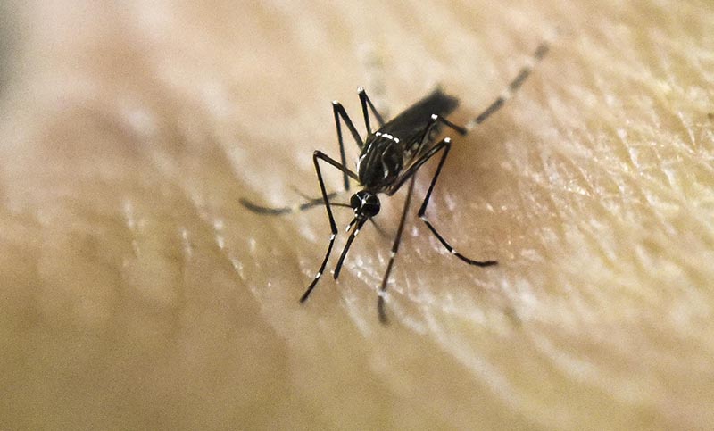 Ya son 41 los casos de dengue autóctono en Rosario