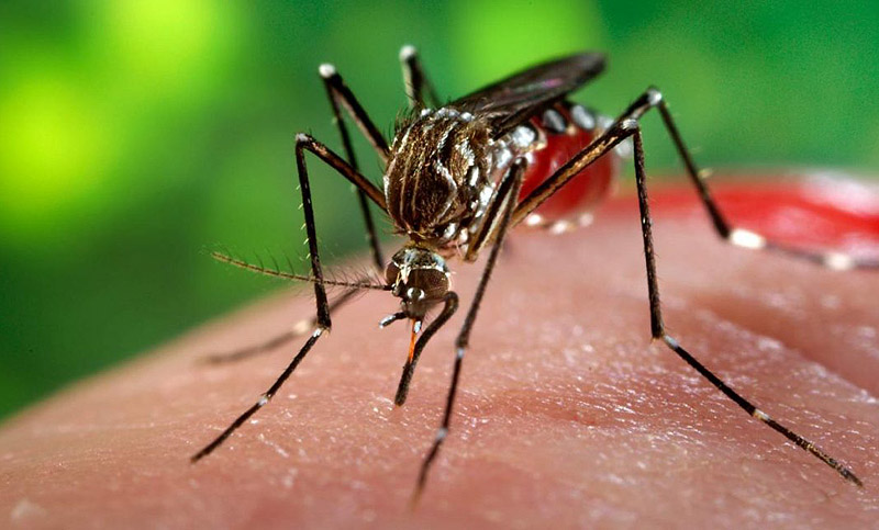 En la provincia de Santa Fe hay 95 casos confirmados de dengue y 34 son de Rosario