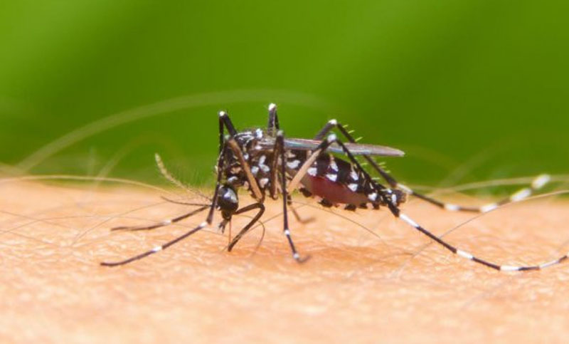 Científicos descubren cómo los mosquitos detectan el sudor humano