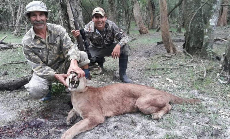 Corrientes: exigen más controles para la caza furtiva de pumas