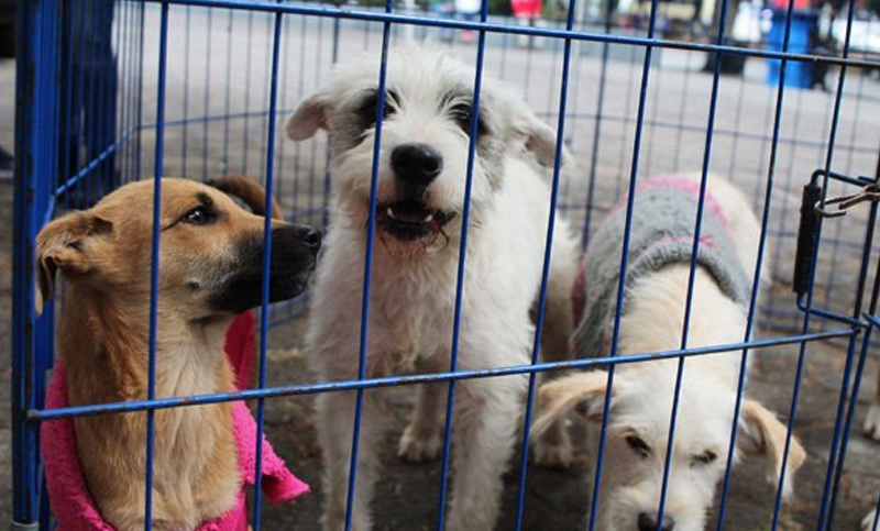 Buscan prohibir la exhibición y venta de animales en comercios de Buenos Aires