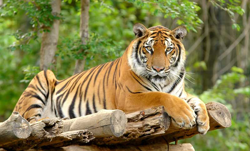 Los tigres de Bengala podrían desaparecer de uno de sus últimos refugios