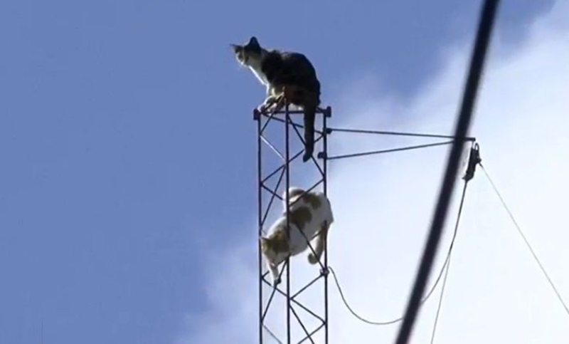 Puñado sin embargo Migración Un bombero rescató a dos gatos colgados en lo alto de una antena
