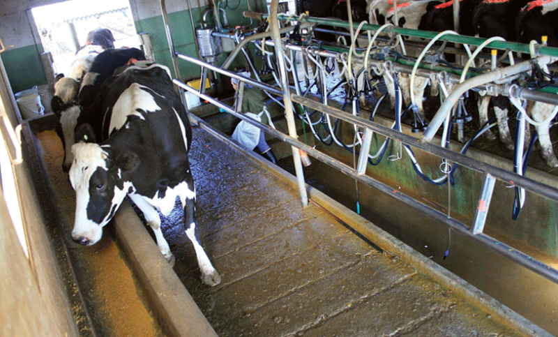 Para conseguir leche más barata la gente se vuelca a los tambos