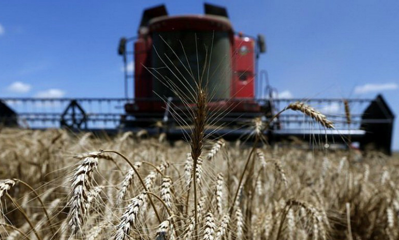 El campo liquidó un 20% menos que el año pasado