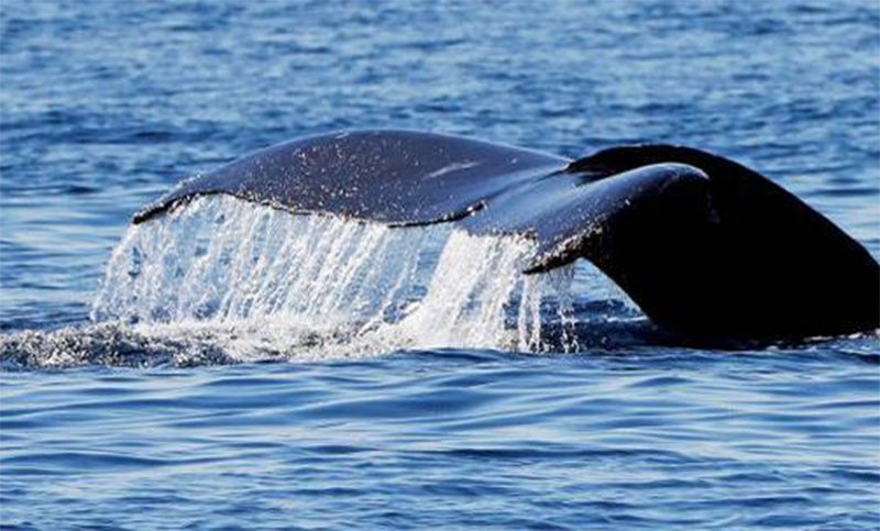 Hallan una ballena “de cuatro patas” de más de 40 millones de años en Perú