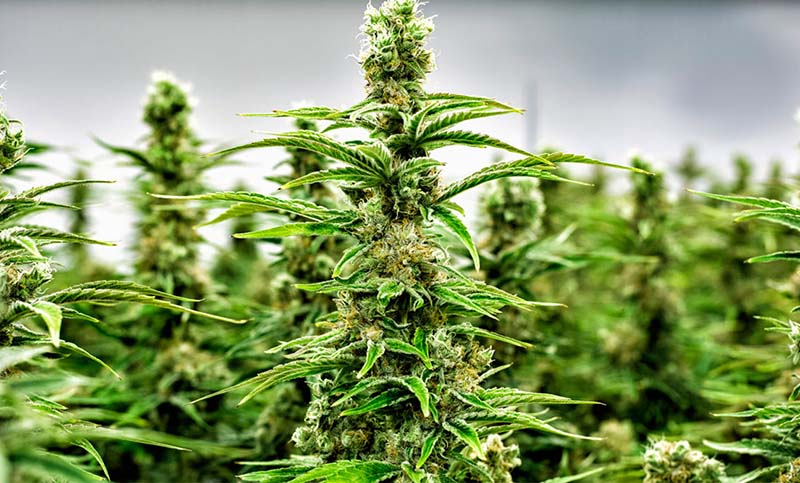 Canadá: sigue el mercado negro de marihuana pese a la legalización