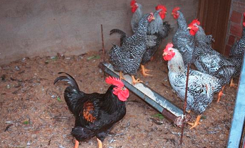 Por unas pocas plumas: tres jóvenes detenidos por robar 12 gallinas