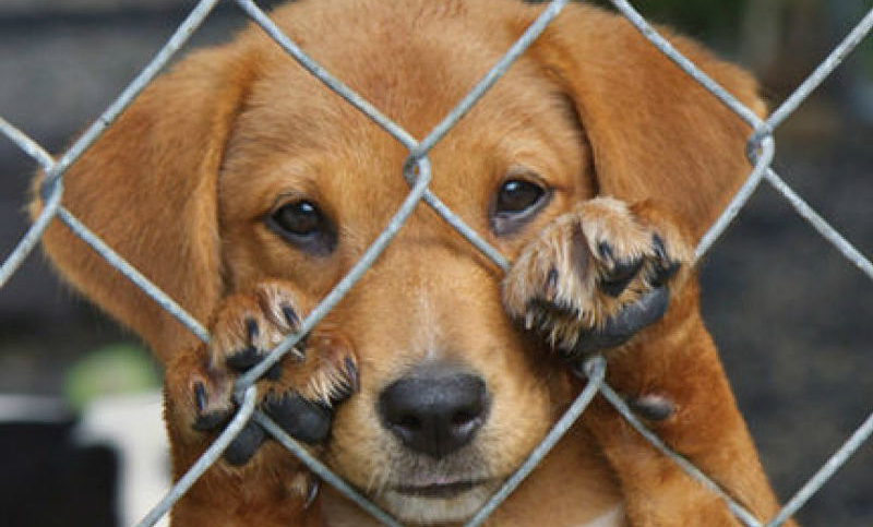 Realizarán la 3ª gran Marcha contra el Maltrato Animal