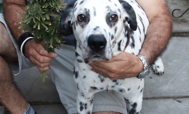Analizan beneficios del aceite de cannabis en tratamiento de perros con epilepsia
