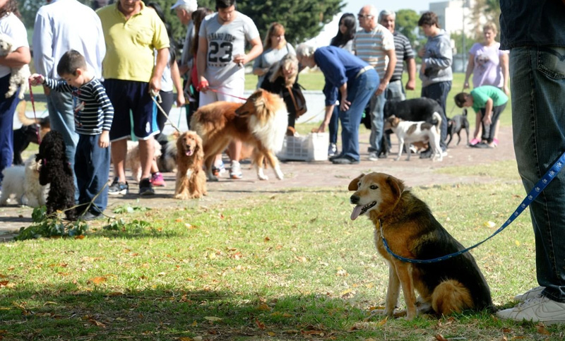 Comenzó a funcionar en La Plata un Instituto de Derecho del Animal