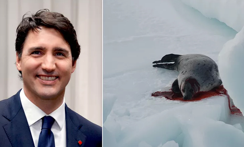 El Primer Ministro canadiense autoriza una matanza de focas