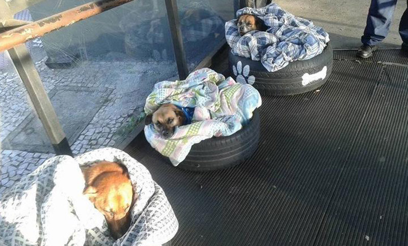 Crearon camas para los perros callejeros que viven en una terminal de Brasil