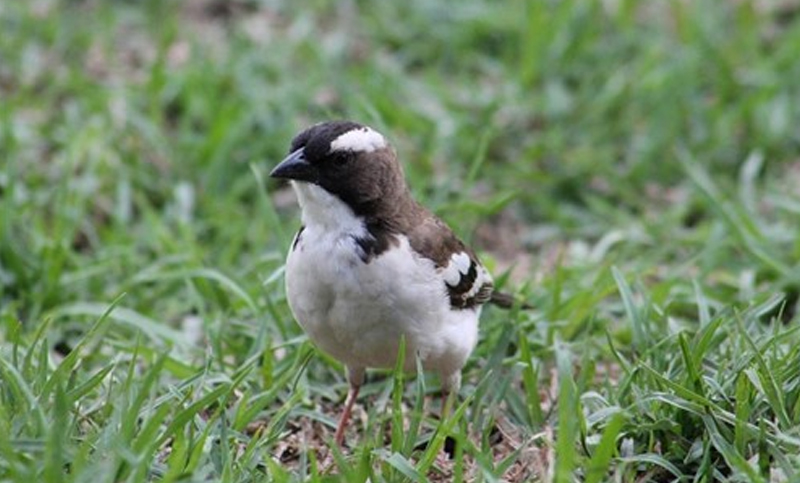 Un estudio prevé que los mamíferos y aves se volverán más pequeños en los próximos cien años