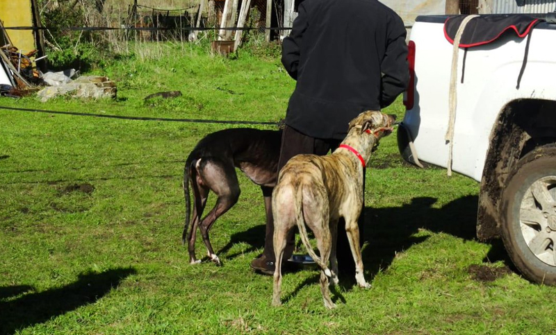 Dos detenidos y 15 perros galgos rescatados en operativo contra carreras clandestinas