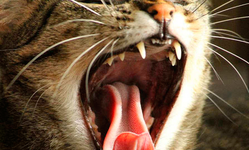 Australia sigue adelante con el exterminio de gatos salvajes