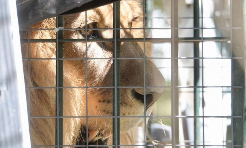 Los leones del zoo de La Plata ya están libres en el santuario de Minnesota