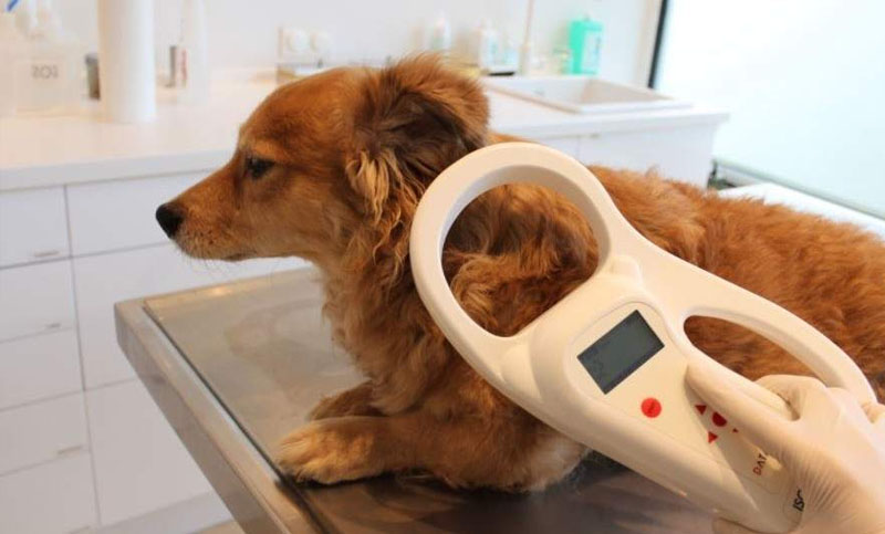 En Mar del Plata colocarán microchips a perros considerados “potencialmente peligrosos”