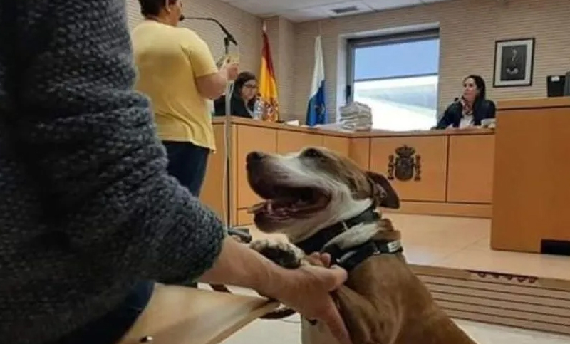 En un hecho inédito, una perra asiste como testigo a un juicio por maltrato animal