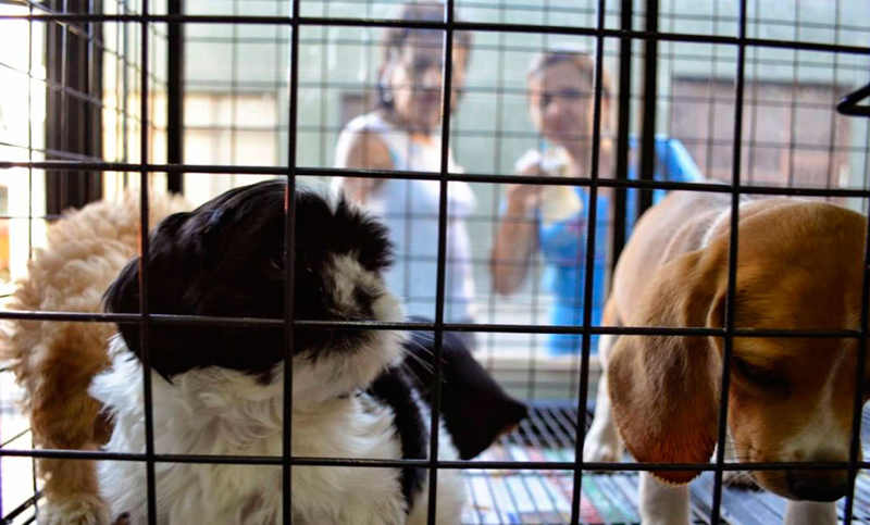 Prohíben la exhibición de mascotas para su venta en vidrieras en Mar del Plata