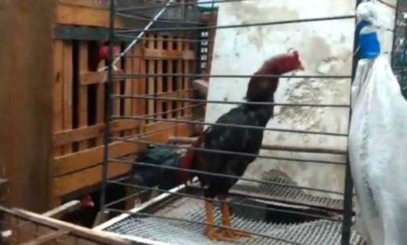 Organizaban riñas de gallos con apuestas