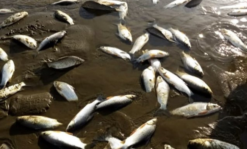 En Corrientes, miles de peces murieron por el apagón del domingo