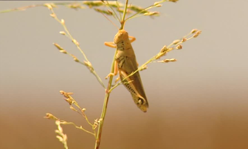 Invasión de saltamontes preocupa a la isla italiana de Cerdeña