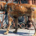 Dictaminan proyecto de ley que prevé pena de cárcel por maltratar animales