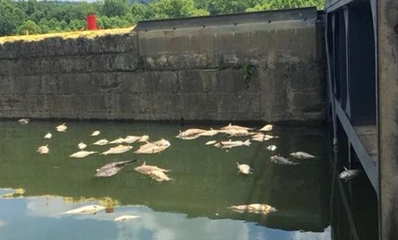 Miles de peces mueren ahogados en whisky en el río Kentucky