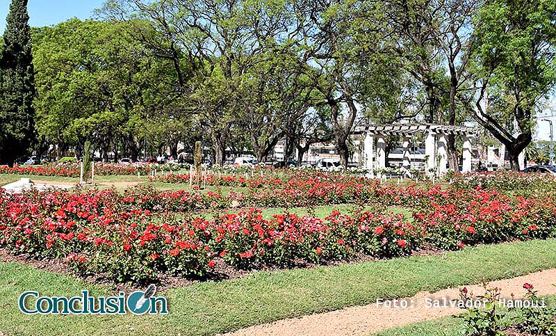 Poda en el Rosedal: mañana los vecinos podrán llevarse un gajo a casa
