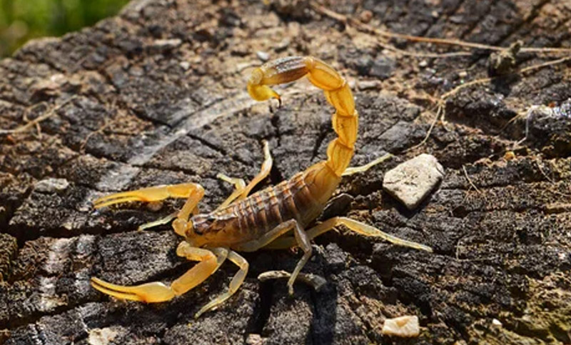 Investigadores argentinos descubren que «ordeñar» escorpiones es la mejor forma de obtener antídoto