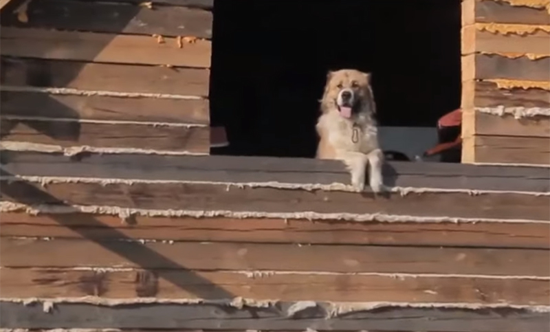 En Rusia rescatan perros atrapados en las inundaciones