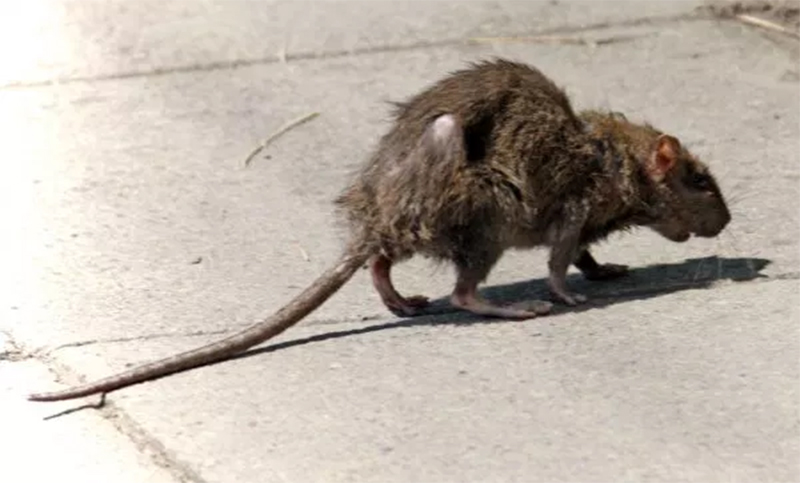 California está siendo invadida por roedores