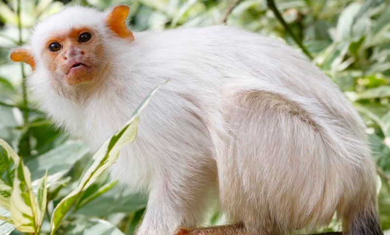 Descubren una nueva especie de mono tití en la selva amazónica