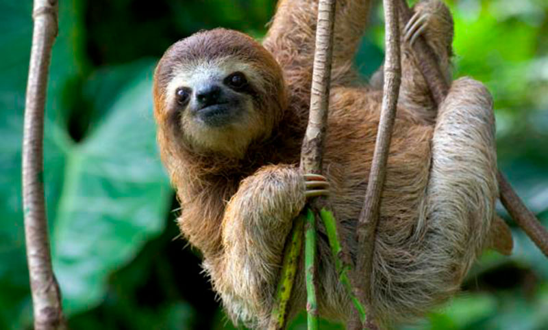 Animales que estarían a punto de desaparecer si se quema el Amazonas