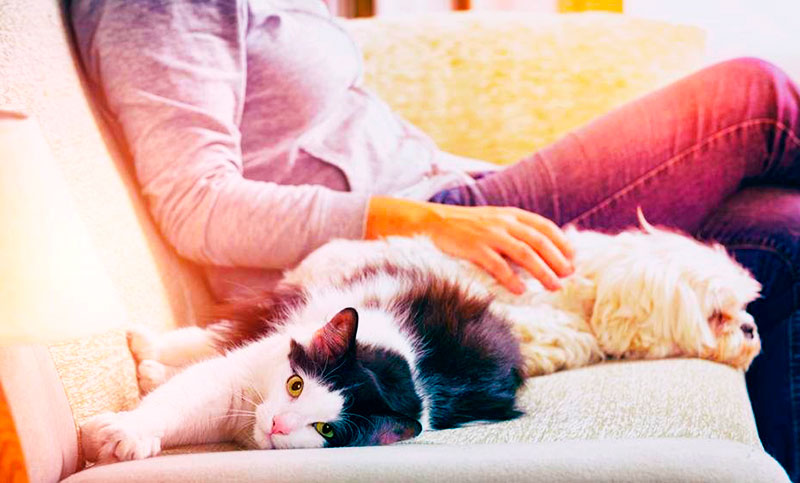 Acariciar a perros y gatos reduce el estrés