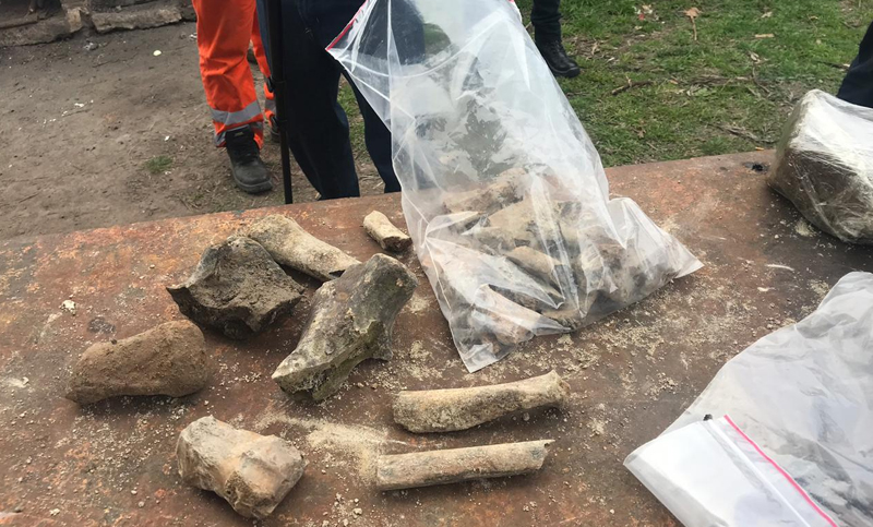 Encontraron restos de un animal que vivió miles de años atrás