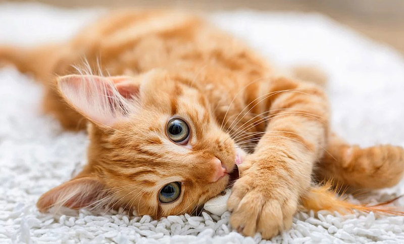 Un estudio reveló que los gatos reconocen su nombre 