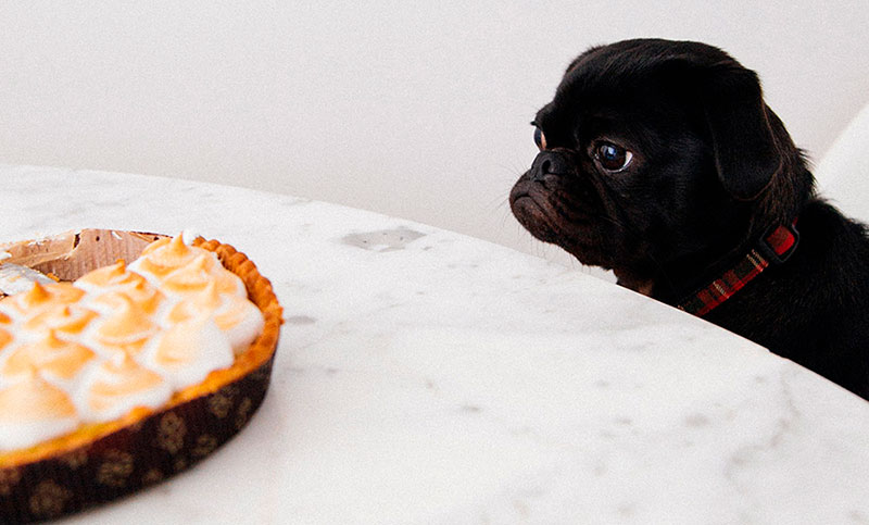 Alimentos que no deberías darle nunca a tu perro