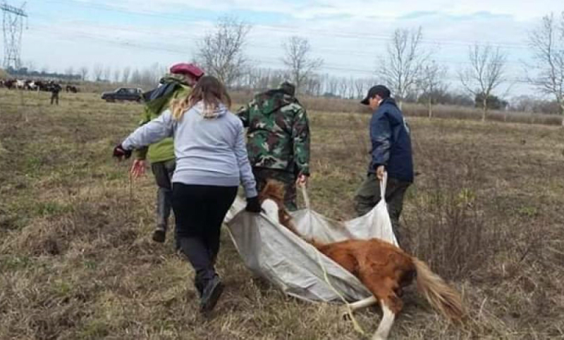 Hallaron 25 caballos muertos y rescataron a cientos con desnutrición