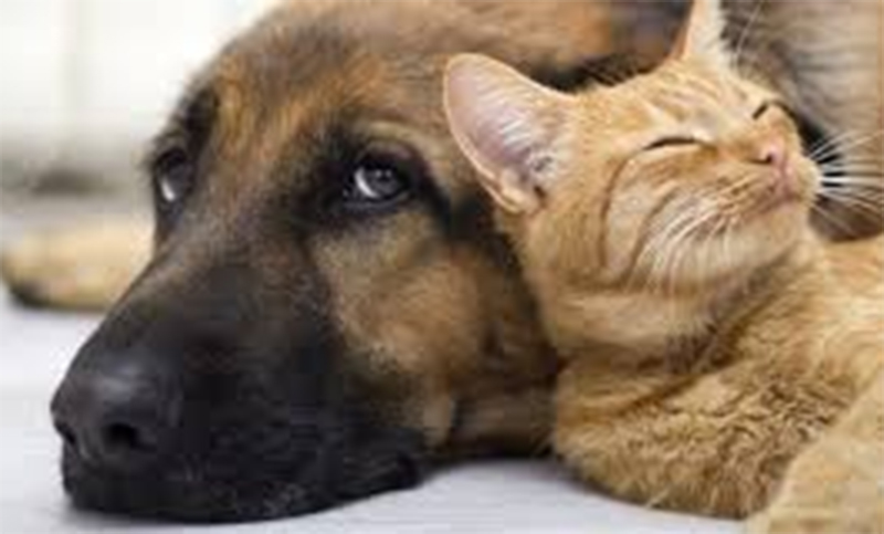 Esterilización de perros y gatos
