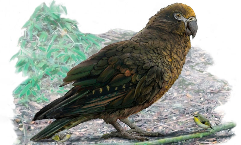 Hallaron los restos de un loro gigante que habitó Nueva Zelanda hace 19 millones de años