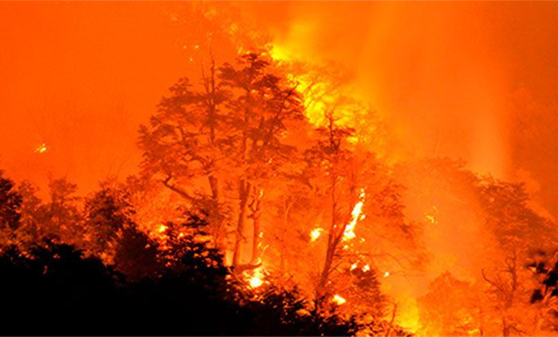 Un incendio en Brasil arrasó con 3 mil hectáreas de bosque