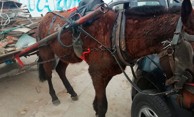 Detienen a dos jóvenes cartoneros y rescatan una yegua en mal estado