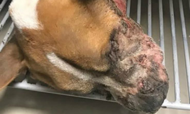 Denuncian maltrato animal y abandono por parte del dueño de un gimnasio