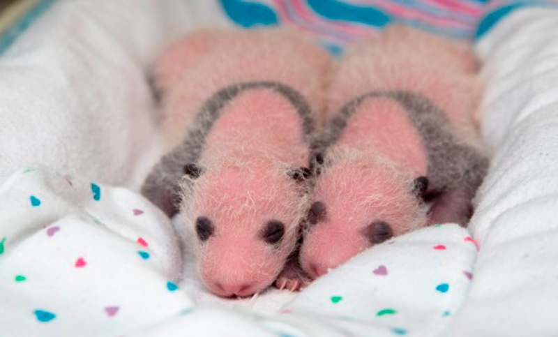 Primeros dos osos panda nacen en cautiverio en Alemania
