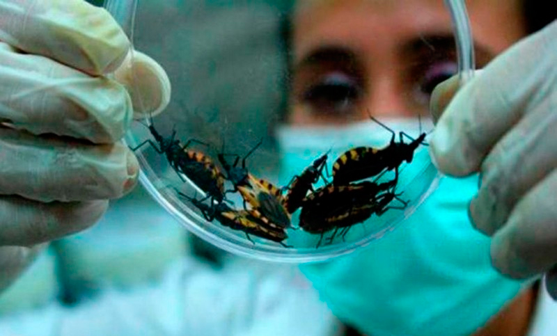 Advierten sobre falencias en las medidas de prevención contra el Mal de Chagas